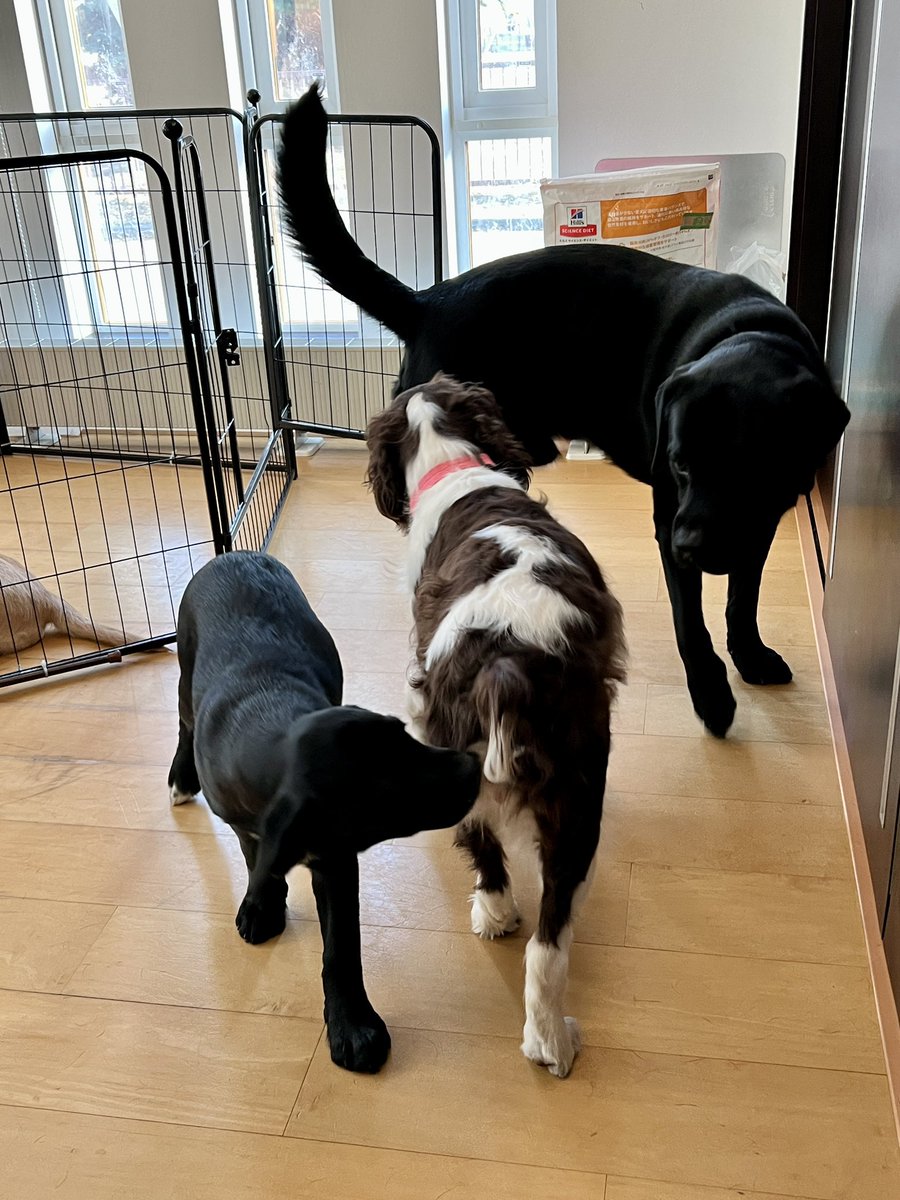 sora_mak's tweet photo. ルークがエリザベスカラーが取れて帰って来た！
カイ、なな、みみ達が起きた！
傷口は化膿もせず大丈夫だと😮‍💨
S字で確認してるーーー🤣

#Labradinger https://t.co/8oR02OAcIE