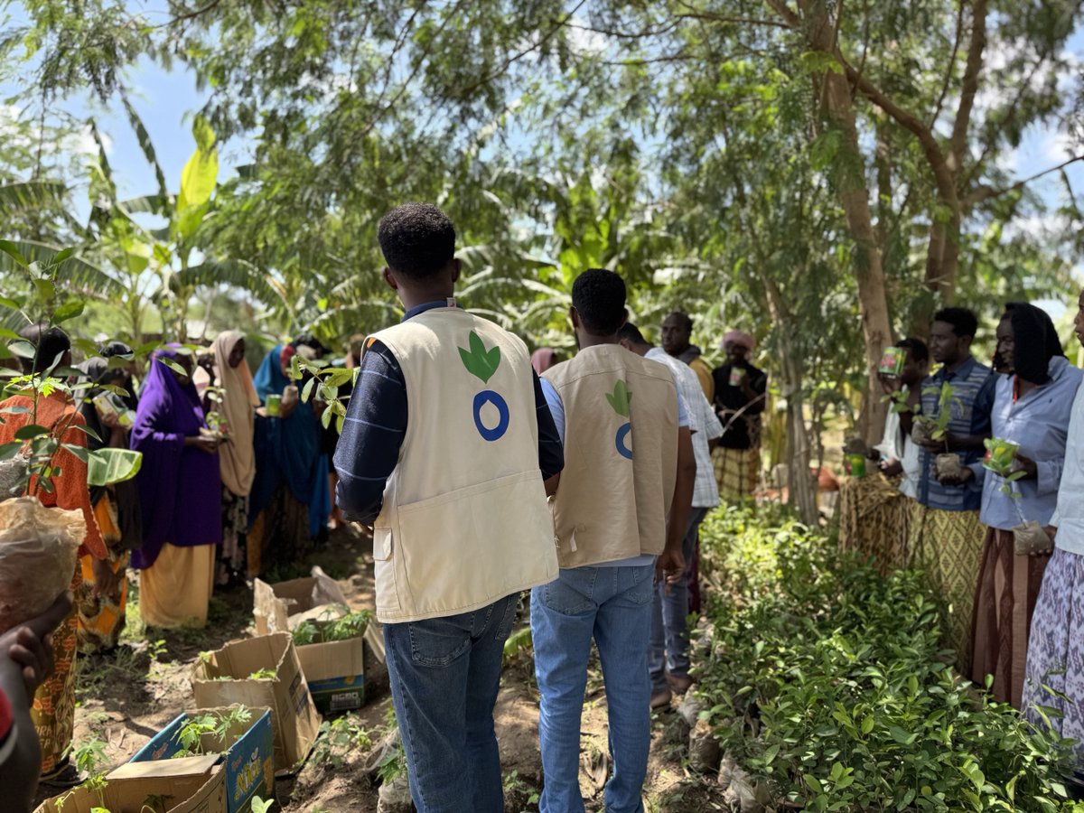 Action Against Hunger, Somalia (@acfsomaliacd) on Twitter photo <a href="/ACFsomaliaCD/">Action Against Hunger, Somalia</a>, with funding from <a href="/EU_in_Somalia/">EU Delegation Somalia</a>, is equipping Displacement-Affected Communities in #Jowhar with tools, skills & farm inputs—fostering social cohesion & climate resilience. As planting begins, it's a step toward durable solutions & food security. #Somalia <a href="/ACFsomaliaCD/">Action Against Hunger, Somalia</a>, with funding from <a href="/EU_in_Somalia/">EU Delegation Somalia</a>, is equipping Displacement-Affected Communities in #Jowhar with tools, skills & farm inputs—fostering social cohesion & climate resilience. As planting begins, it's a step toward durable solutions & food security. #Somalia