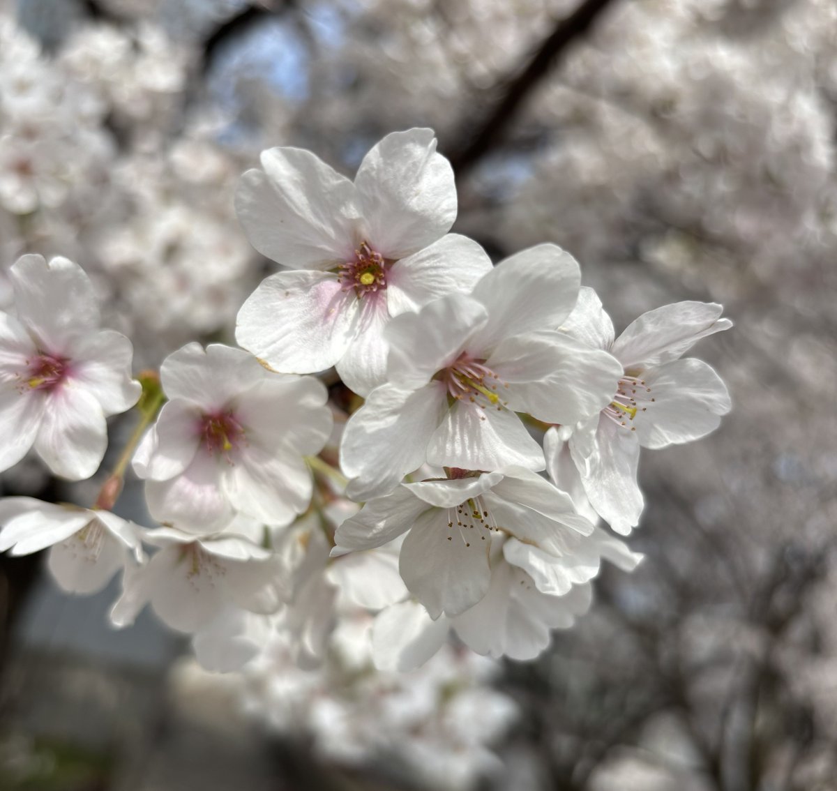 新潟医療福祉大学 女子バレーボール部 tweet media