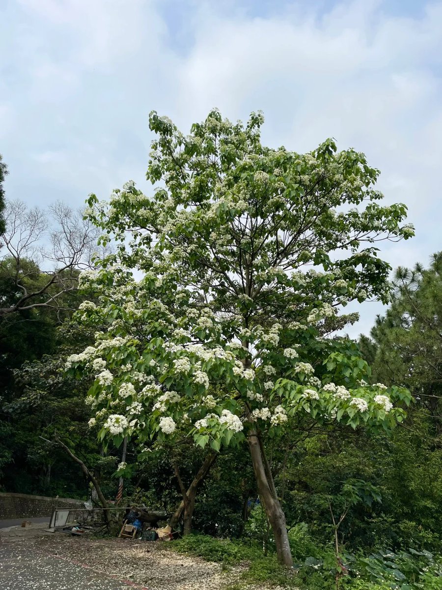 izzahaznam's tweet photo. 台湾の油桐花は毎年4月から5月にかけて咲きます。真っ白な油桐の花が山々を覆い、まるで雪のような景色が広がります。この光景はとてもロマンチックで、花を楽しむのが好きな友達には絶対に見逃せないスポットですね！
#油桐花 https://t.co/JQIAY4nO3B