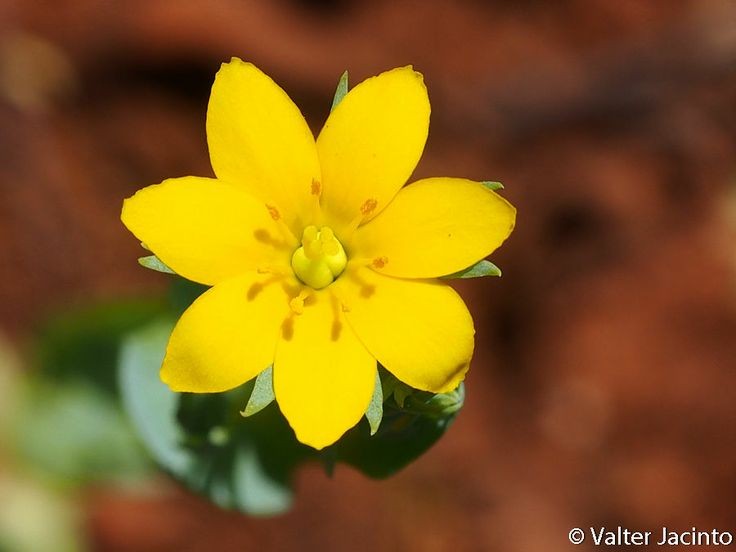 Naturepathway's tweet photo. "**Golden Radiance**
This striking yellow flower, with its perfectly symmetrical petals and gentle green accents at the base, feels like a burst of sunshine captured in bloom. A simple reminder of nature's brilliance. 🌼
#YellowBloom #FloralArtistry #NatureCaptured" https://t.co/10V8JAIp73