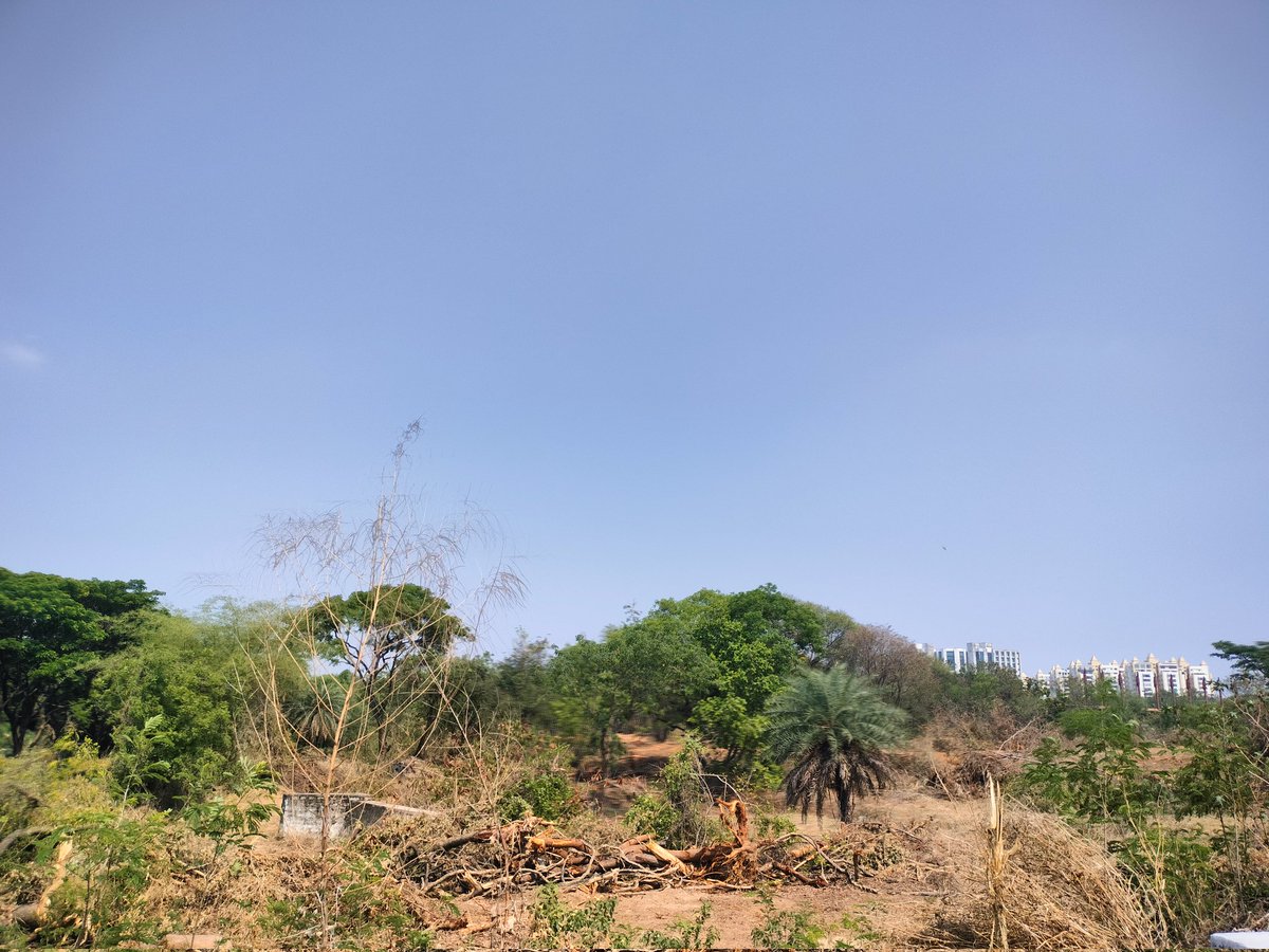 After visiting HCU's endangered forest, students won a Supreme Court order halting deforestation. Despite police violence, the fight continues to protect this ecosystem of deer, peacocks and rare species.
#SaveHCUBiodiversity #SaveHCU