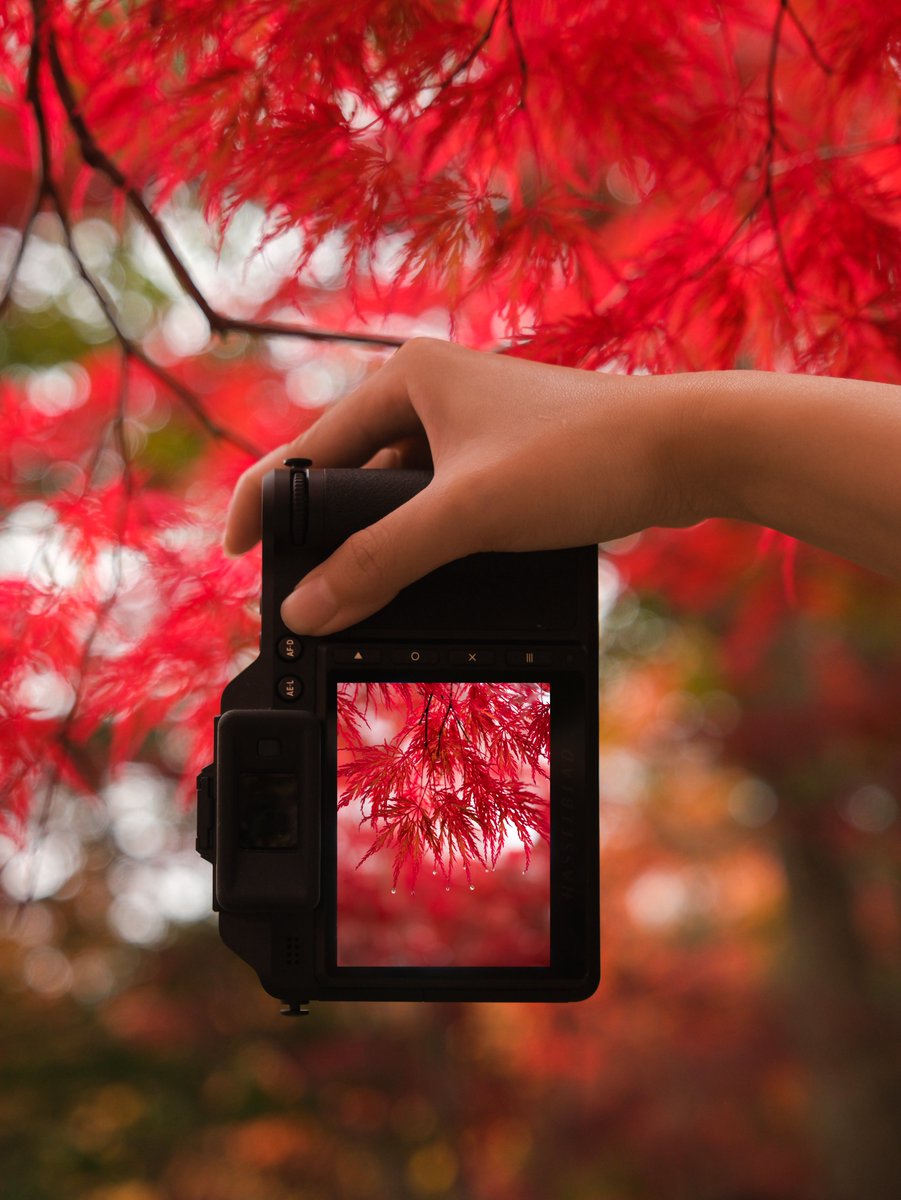 Hasselblad's tweet photo. Discover the clarity of 100MP with the X2D 100C.
✨🔍
No detail is too small, and no moment is overlooked.

#Hasselblad #X2D100C https://t.co/FK82XFgT1m