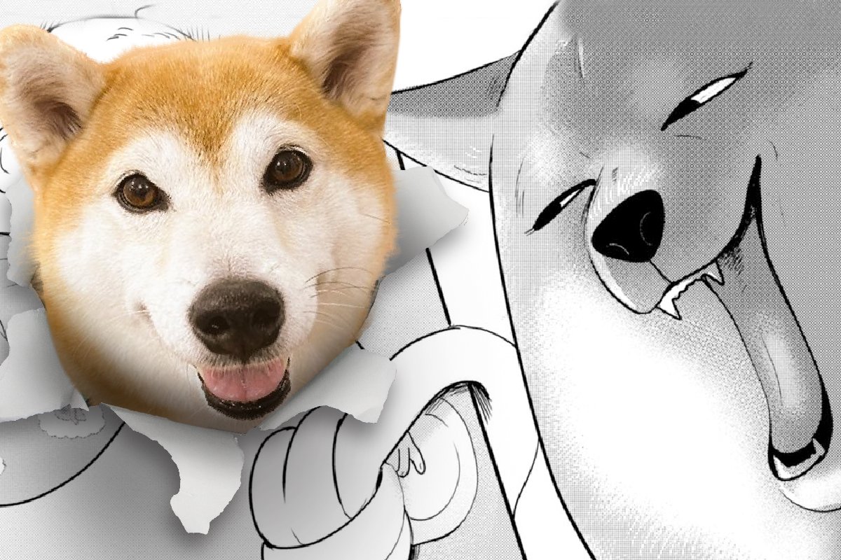 cycomi's tweet photo. コラボしてくれた柴犬たちのご紹介🐕️
さくら(紬の結城姫号)(7歳)
【ご家族からのかわいいポイント】
朝晩のママのマッサージが大好き❤️眠くなるとおなかを見せるよ🌸 https://t.co/5S9isXgisi