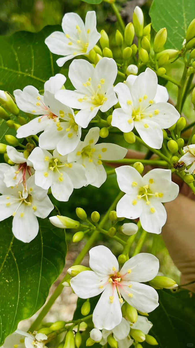 izzahaznam's tweet photo. 台湾の油桐花は毎年4月から5月にかけて咲きます。真っ白な油桐の花が山々を覆い、まるで雪のような景色が広がります。この光景はとてもロマンチックで、花を楽しむのが好きな友達には絶対に見逃せないスポットですね！
#油桐花 https://t.co/JQIAY4nO3B