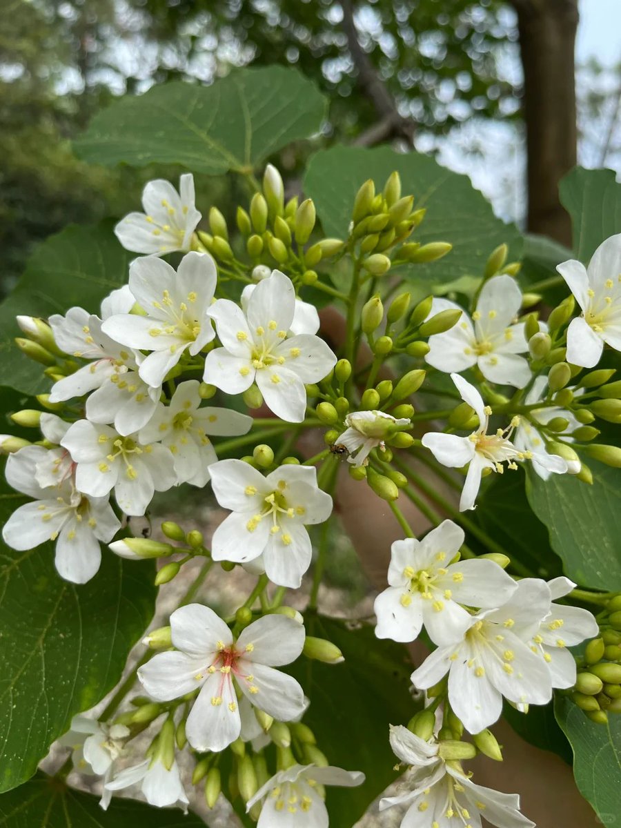 izzahaznam's tweet photo. 台湾の油桐花は毎年4月から5月にかけて咲きます。真っ白な油桐の花が山々を覆い、まるで雪のような景色が広がります。この光景はとてもロマンチックで、花を楽しむのが好きな友達には絶対に見逃せないスポットですね！
#油桐花 https://t.co/JQIAY4nO3B