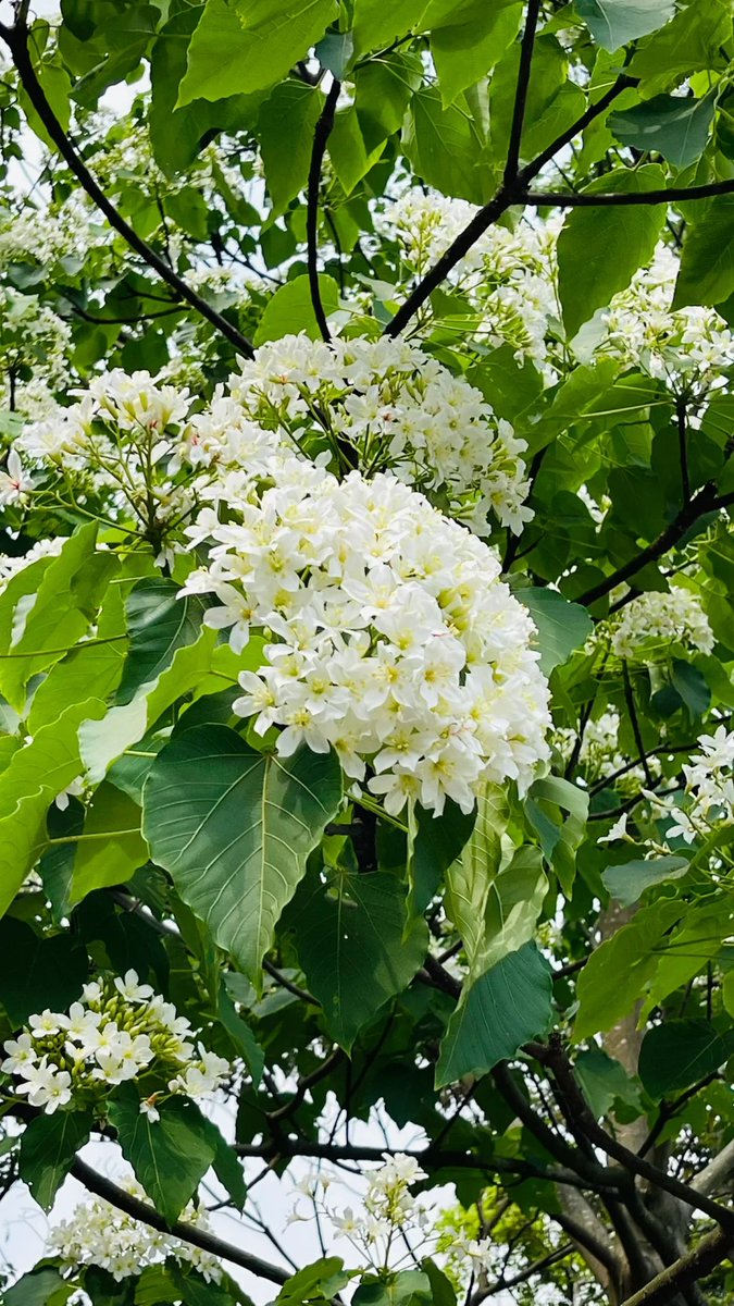 izzahaznam's tweet photo. 台湾の油桐花は毎年4月から5月にかけて咲きます。真っ白な油桐の花が山々を覆い、まるで雪のような景色が広がります。この光景はとてもロマンチックで、花を楽しむのが好きな友達には絶対に見逃せないスポットですね！
#油桐花 https://t.co/JQIAY4nO3B