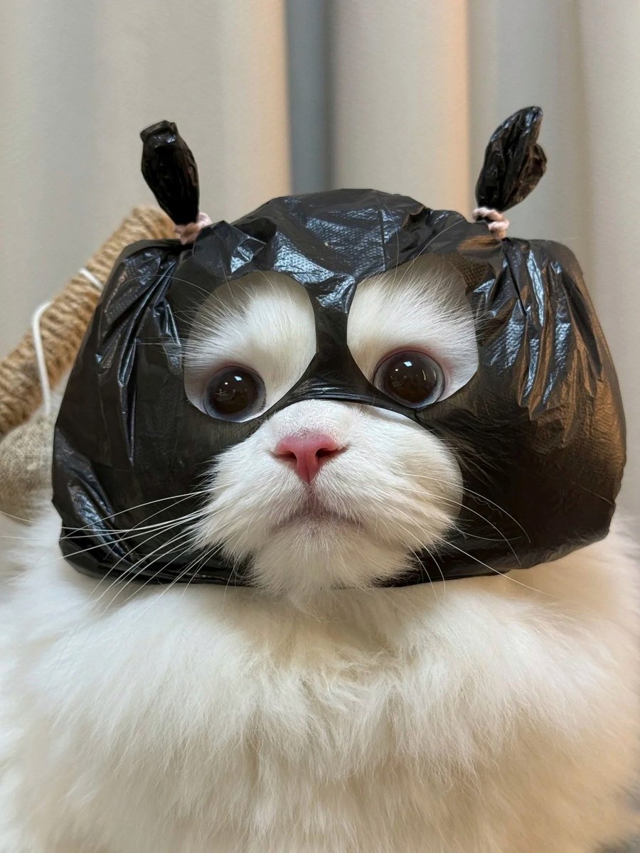 nocontextscats's tweet photo. GIMME UR MONEY NOW! 🔪 https://t.co/lPYgSdlRdV