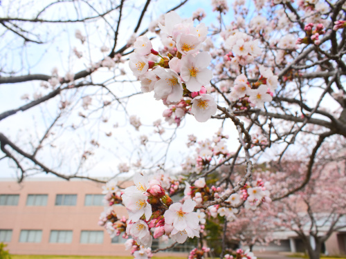 isu_information's tweet photo. 【桜が見頃です】キャンパス内にはソメイヨシノやオオシマザクラを中心に約500本の桜があり、本学では桜の鑑賞について地域の方々へ一般開放しています。土日も可能ですので、ぜひお越しください🌸
※詳細については以下のページをご確認ください。
https://t.co/Ye6nvN0P50 https://t.co/KkJ599scSO