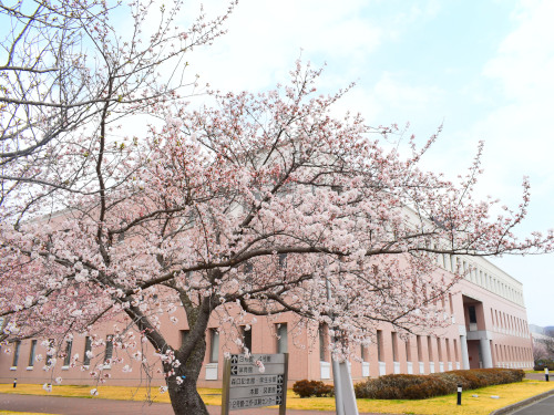 isu_information's tweet photo. 【桜が見頃です】キャンパス内にはソメイヨシノやオオシマザクラを中心に約500本の桜があり、本学では桜の鑑賞について地域の方々へ一般開放しています。土日も可能ですので、ぜひお越しください🌸
※詳細については以下のページをご確認ください。
https://t.co/Ye6nvN0P50 https://t.co/KkJ599scSO