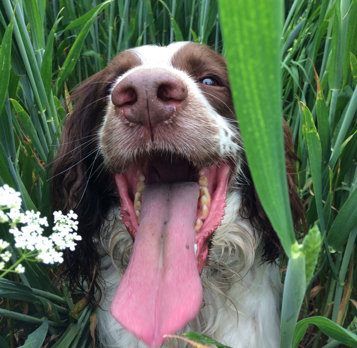 #NationalPetDay 🐶🐱🐰
We're giving a shout out to our pets who make our lives a whole lot fluffier, funnier, and full of unconditional love. 💖 

Whose pet rules the house? Share your pics and lets celebrate our amazing companions who brighten our days. 🌟 🐾