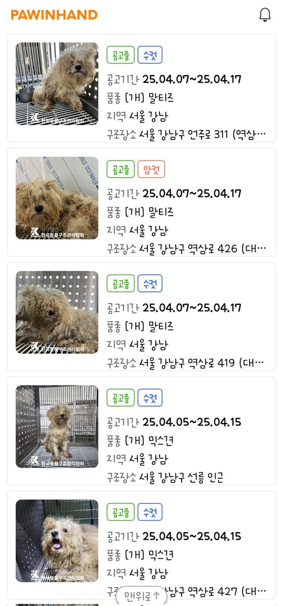 4월 초 강남구 선릉ㅡ대치 일대에 말티즈 대량 유기. 중성화 되지 않았고 애들 상태 엉망인 거 보니 업자 유기한 거로 추정됨. 이런 걸 보고도 펫숍 옹호가 가능한지. 품종 타령 할 수 있는지.