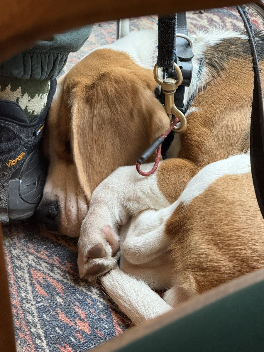 профессионально подглядываю за животными в кафе