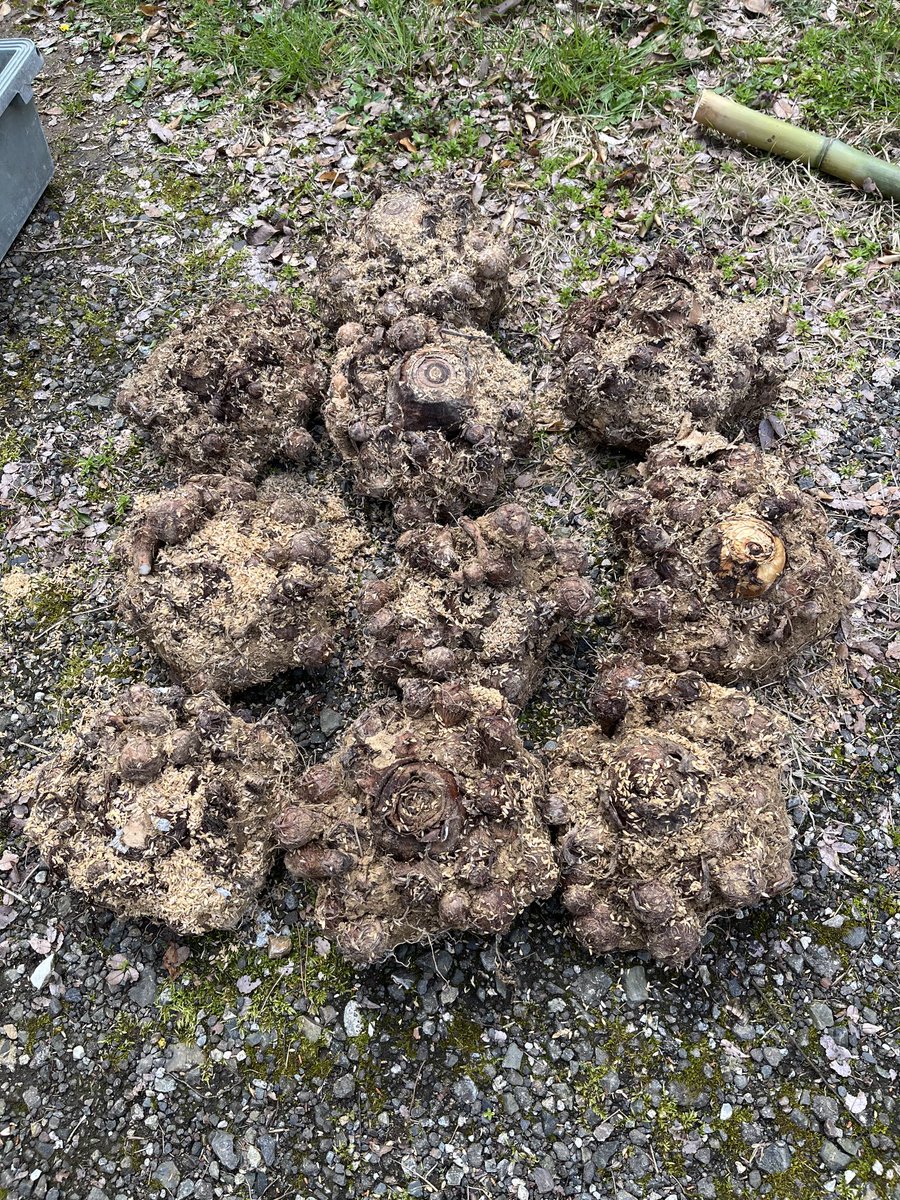 HT6180_obiie's tweet photo. 里芋植え付け準備
芋穴から取り出してばらしました
今年の植え付けする種芋は確保できました　一安心です♪
これから　畑の準備です
#里芋　#家庭菜園 https://t.co/OgSHqHY0PZ