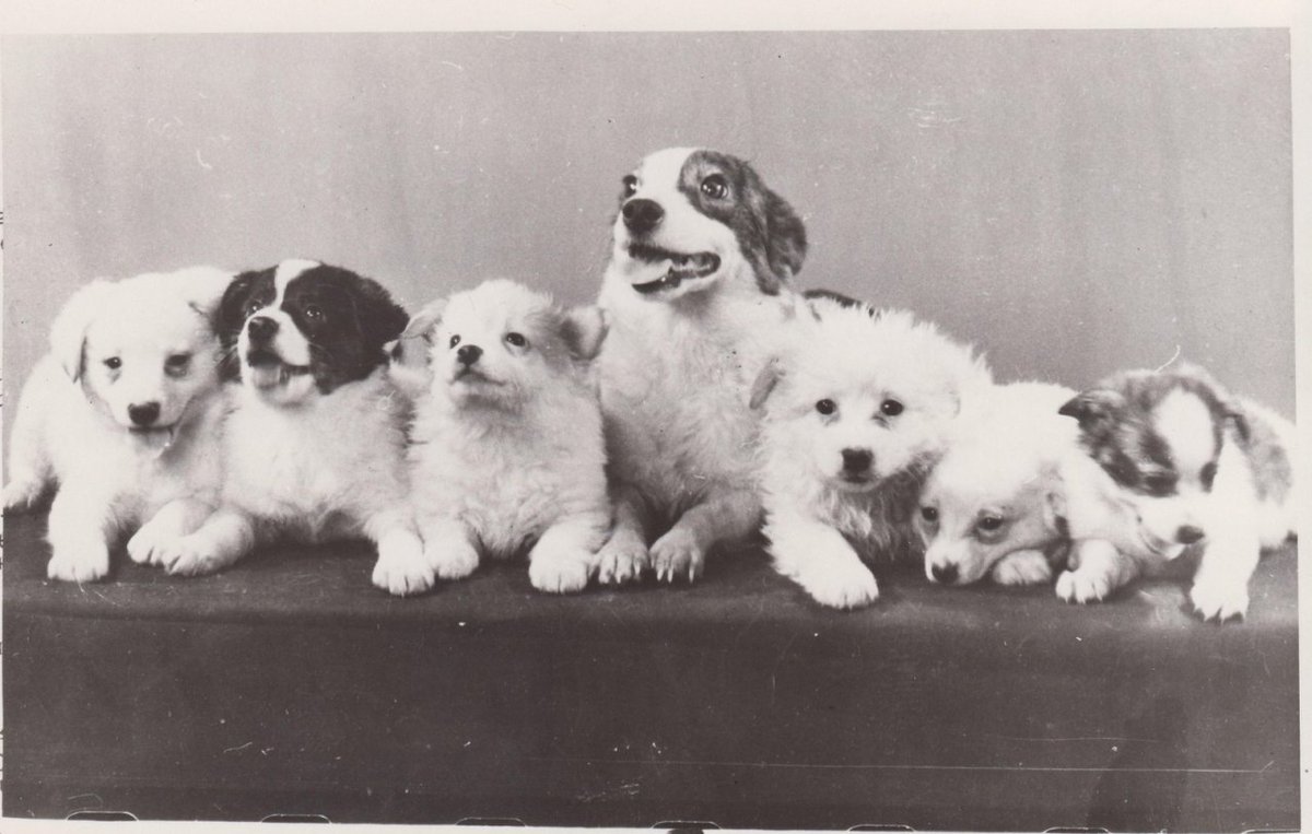 Space dog Strelka and her puppies (1961)