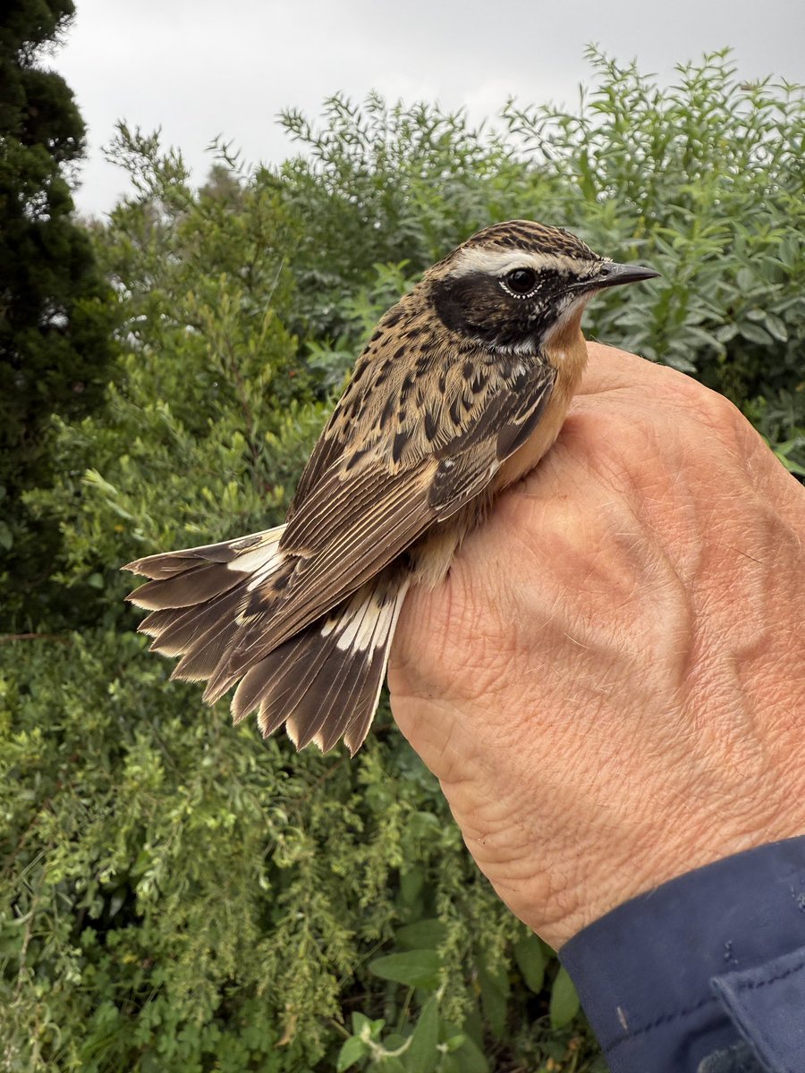 GONHS Gibraltar (@gonhsgib) on Twitter photo Another incredible addition to the year's records. This morning, the Field team at Jews Gate Observatory successfully ringed and released a stunning Whinchat. <a href="/_BTO/">BTO</a> <a href="/gonhsgib/">GONHS Gibraltar</a> <a href="/slashercutts/">Mark Cutts</a> Another incredible addition to the year's records. This morning, the Field team at Jews Gate Observatory successfully ringed and released a stunning Whinchat. <a href="/_BTO/">BTO</a> <a href="/gonhsgib/">GONHS Gibraltar</a> <a href="/slashercutts/">Mark Cutts</a>