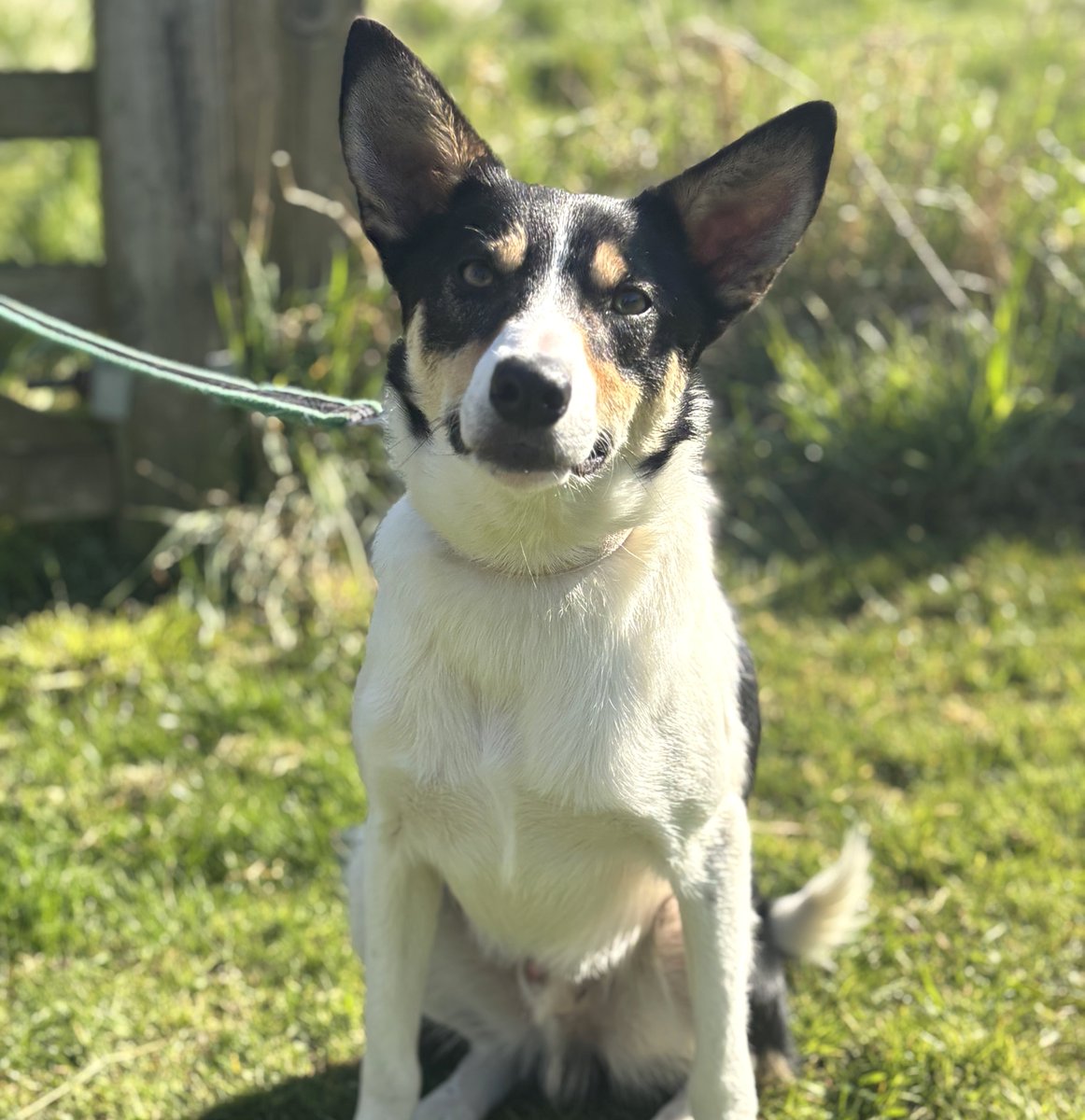 Oh hey, you're here! I saw you looking my way. Yep, I’m Oggy—don’t forget it. Short for ‘Outstandingly Good Boy,’ of course (okay, maybe not, but it should be).  Ready to find my new home? Oh, absolutely.
To know more about Oggy  please visit bordercollietrustgb.org.uk/rehoming/how-d…