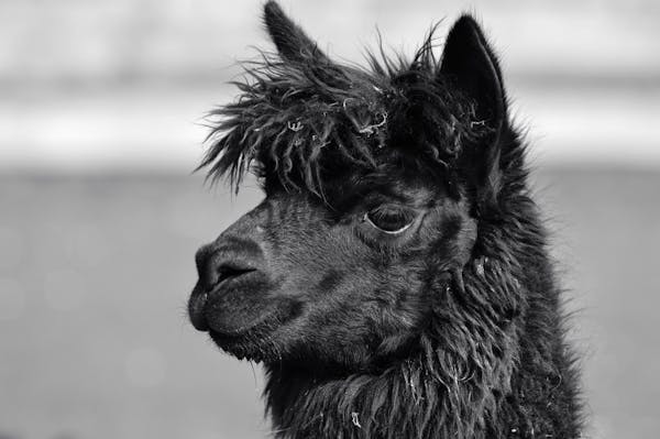 Evgenij61859806's tweet photo. Who said that cloudy weather can't be fashionable? This adorable llama knows a thing or two about style — and even in the rain, he looks like a real modeling agent! 💦
#LlamaStyle #RainChic #FashionOnTheRoadPeru #StyleForAllWeathers #BlackAndWhiteMood #PhotoOfTheDay #Animals https://t.co/ZUev6msyqA