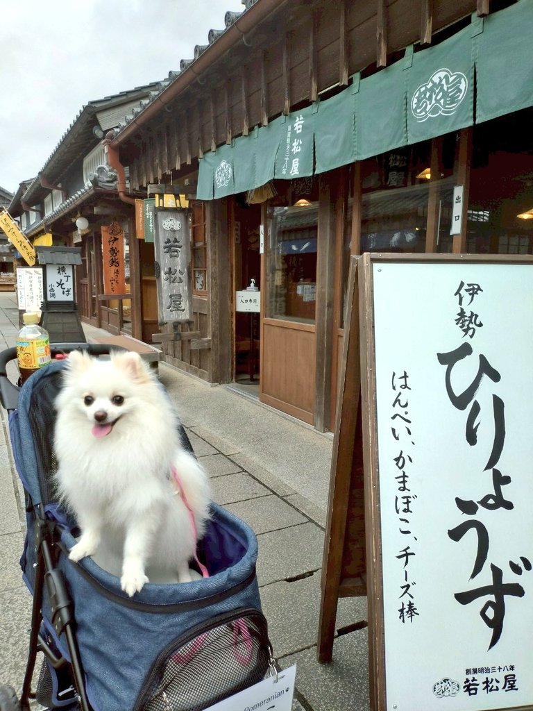 pomewako0715's tweet photo. 昨年は7月の猛暑時期だったので、妻の誕生日旅行も兼ねて今日から伊勢へ。
わこちゃんも楽しそうで何よりです✨
#ポメラニアン https://t.co/FSBntPHbgh
