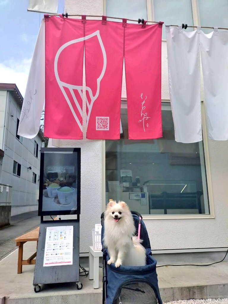 pomewako0715's tweet photo. 昨年は7月の猛暑時期だったので、妻の誕生日旅行も兼ねて今日から伊勢へ。
わこちゃんも楽しそうで何よりです✨
#ポメラニアン https://t.co/FSBntPHbgh