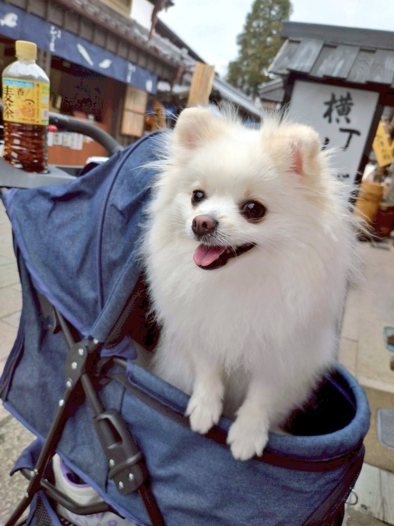 pomewako0715's tweet photo. 昨年は7月の猛暑時期だったので、妻の誕生日旅行も兼ねて今日から伊勢へ。
わこちゃんも楽しそうで何よりです✨
#ポメラニアン https://t.co/FSBntPHbgh