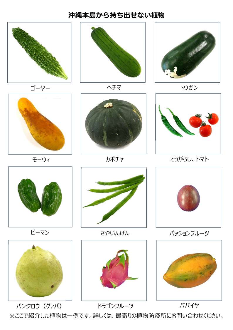 ⚠注意喚起～住民、旅行者の皆様へ～⚠ 4月14日からうり類などの