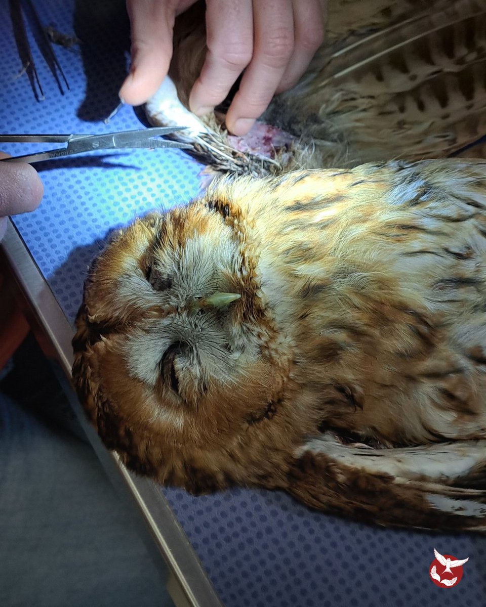 Une chouette, piégée par des barbelés. 😔 Nous avons pu la secourir à temps, mais tous les animaux n'ont pas cette chance.

Les barbelés sont des pièges mortels en particulier pour les oiseaux nocturnes qui ne les détectent qu’au dernier moment. 🦉

🙏 hirondelle.ovh/nous-soutenir