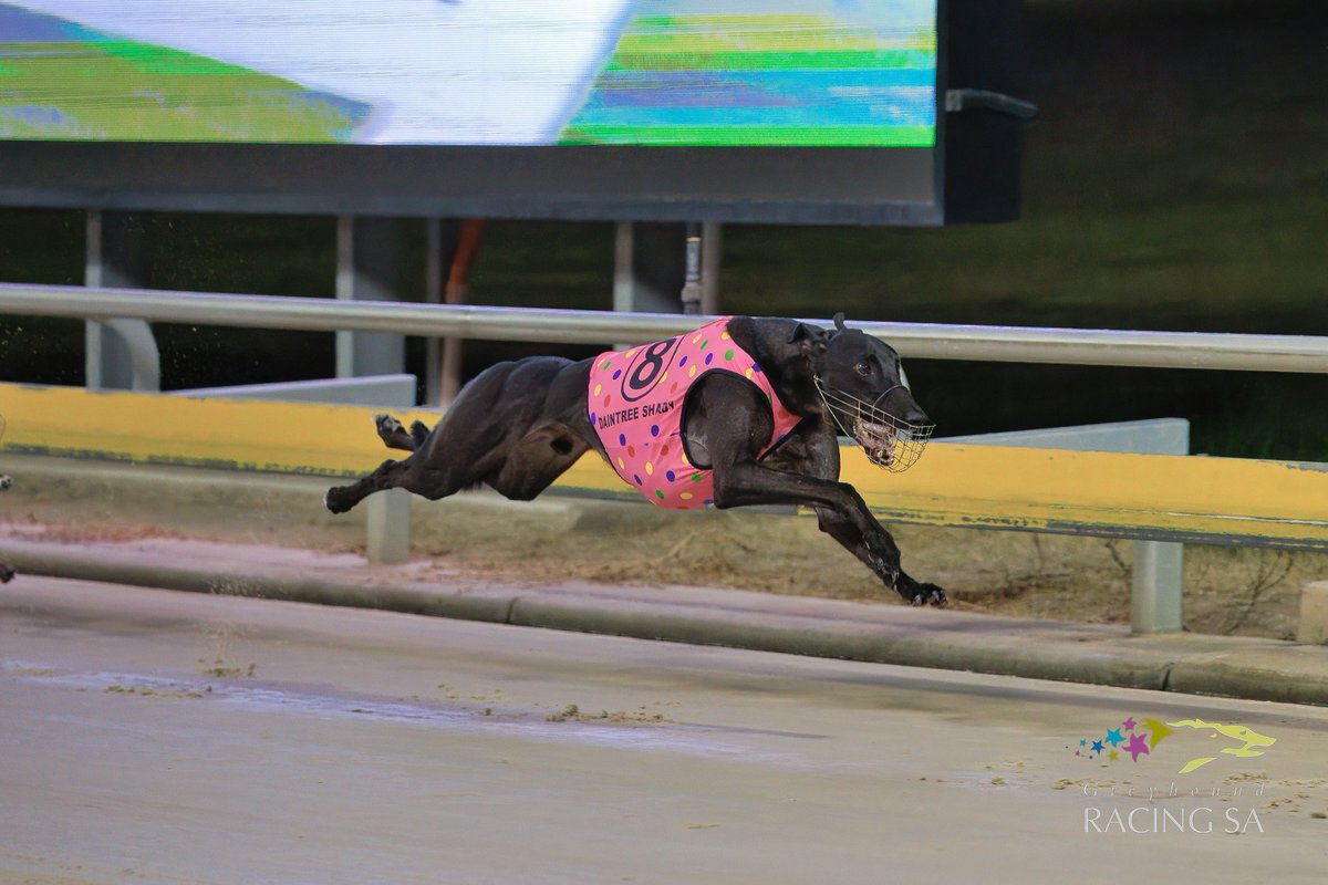 TheDogsSA's tweet photo. Congrats to Daintree Shady and trainer Lauren Harris for a stellar performance, clocking an impressive 30.29s to take out the 2025 Eastar Match Race.

This win earns Daintree Shady a well-deserved start in the $50k TAB AGRC Anniversary Cup on Thursday 24th April.

#weloveourdogs https://t.co/QQDgFAyUwS
