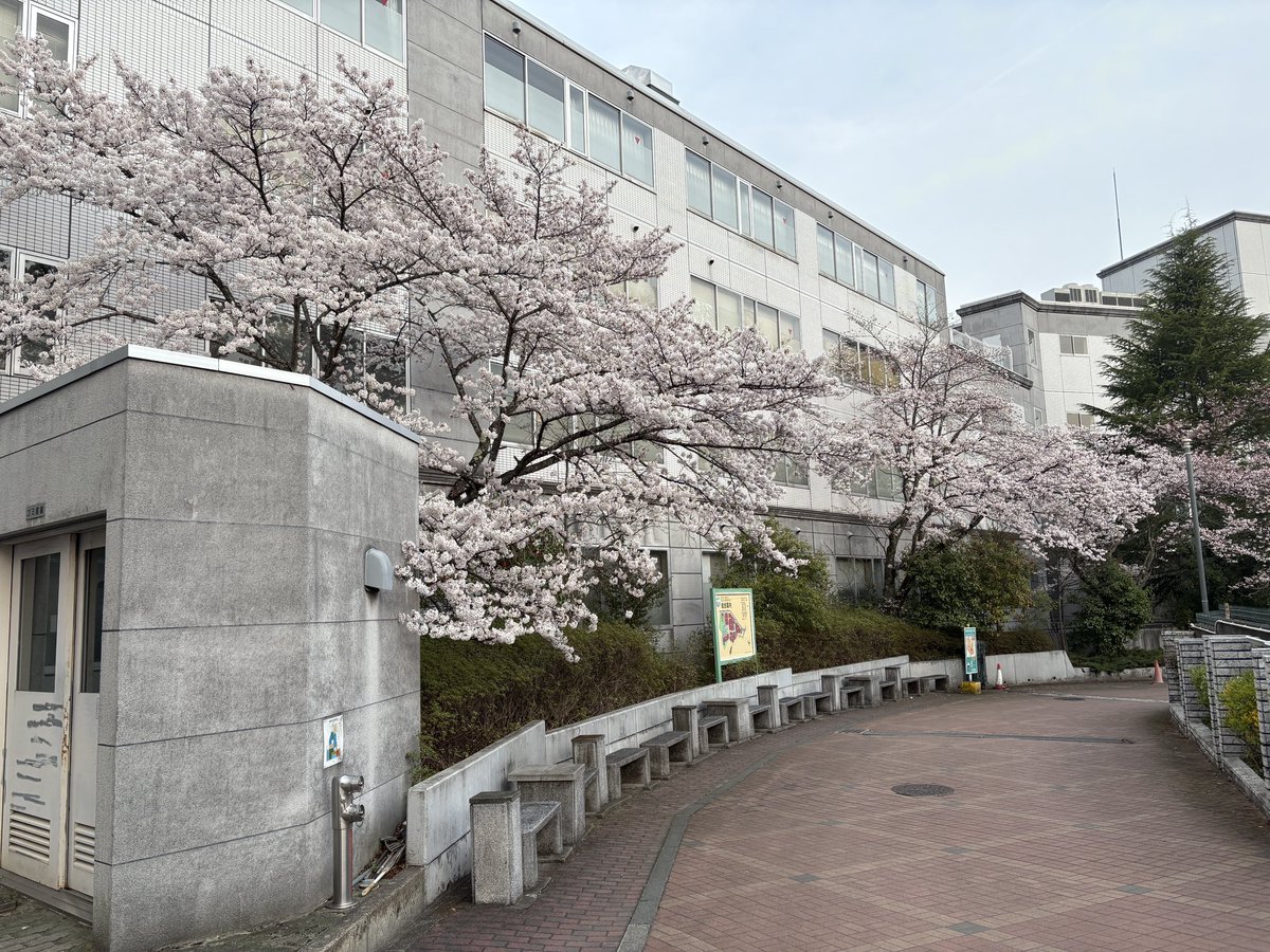 cs_tbgu's tweet photo. 在学生（特に新入生）の皆さーん❗️西門の桜が見頃ですよ〜〜〜〜‼️‼️🌸🌸🌸 https://t.co/7GFbTOsgKc