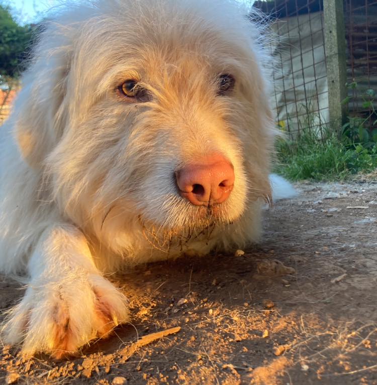 RobertaPapa13's tweet photo. Ci riproviamo. ACHILLE
La sfortuna di nascere taglia grande.
La sfortuna di essere ancora cucciolo ma troppo grande per essere adottato.
Achille 2 anni. Si trova in provincia di Roma e si affiderà attraverso solito iter.
NO FIGLIO UNICO.
NO GUARDIA. NO STAFFETTA.
 333 2768718 https://t.co/4YKVLyx5nN