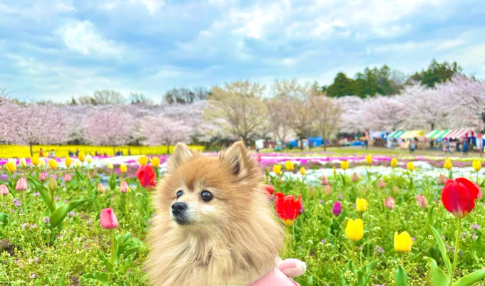 イッヌとしだれ桜も圧巻だった 