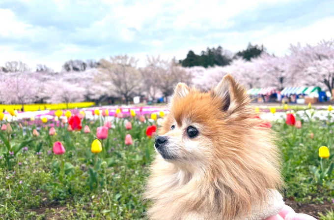 イッヌとしだれ桜も圧巻だった 