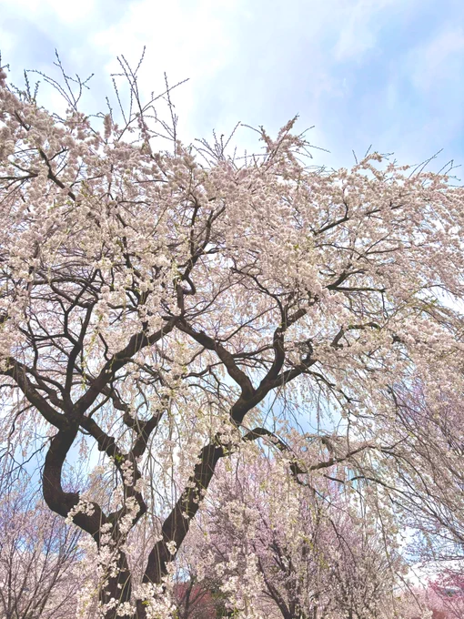 イッヌとしだれ桜も圧巻だった 
