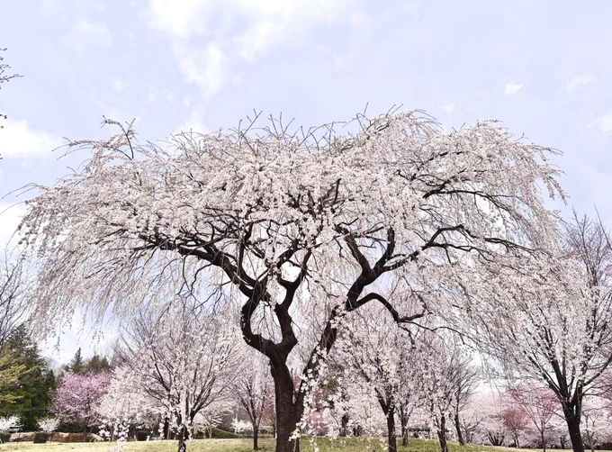 イッヌとしだれ桜も圧巻だった 