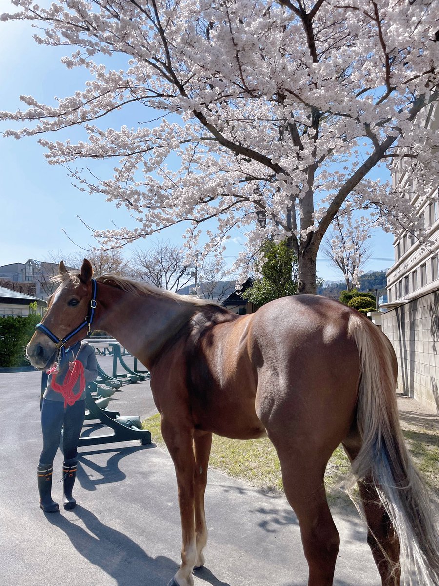 JRA福島競馬場 on X