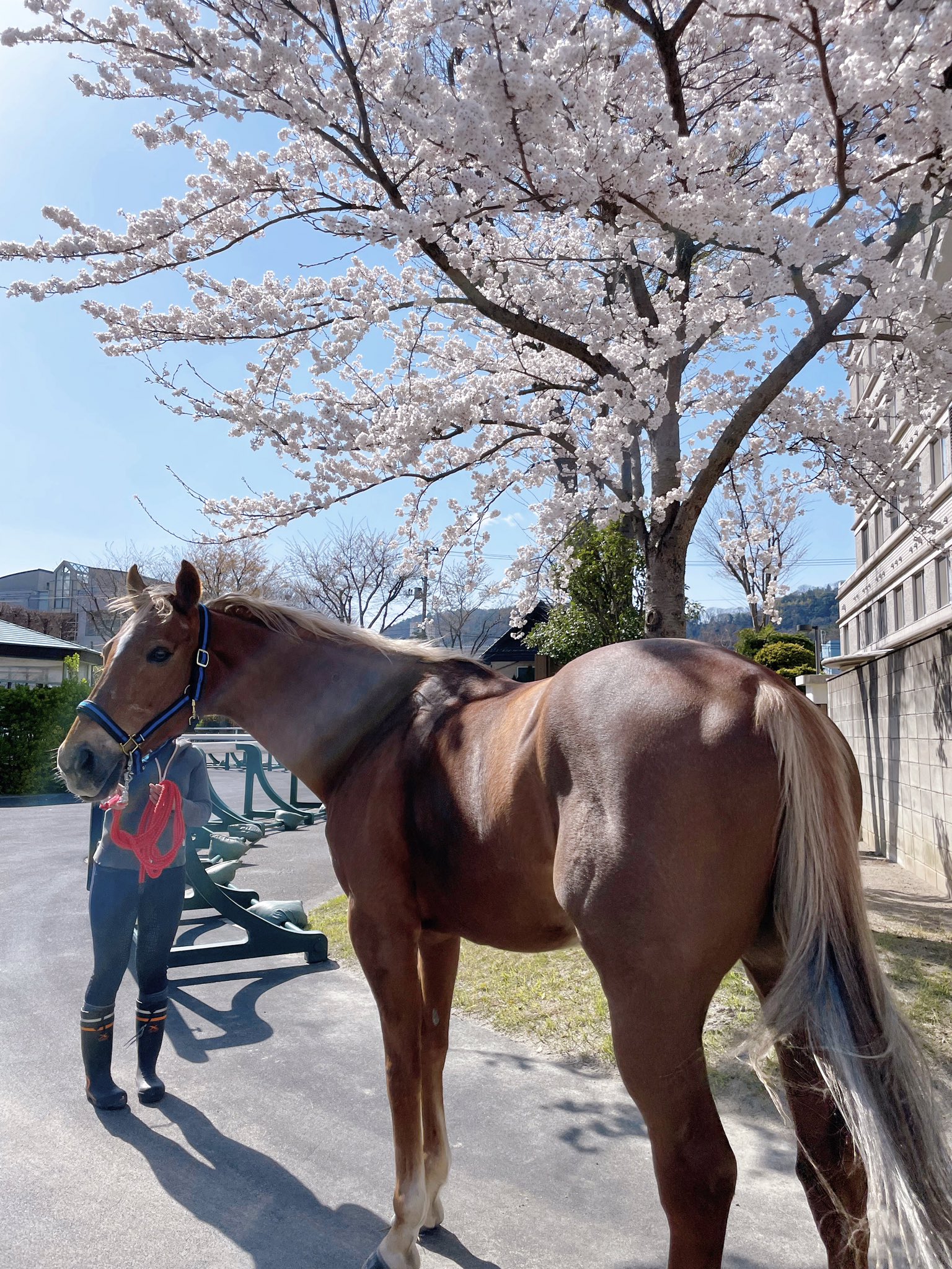 福島競馬場 マスコット トラスジェミニ ヒプノティスト