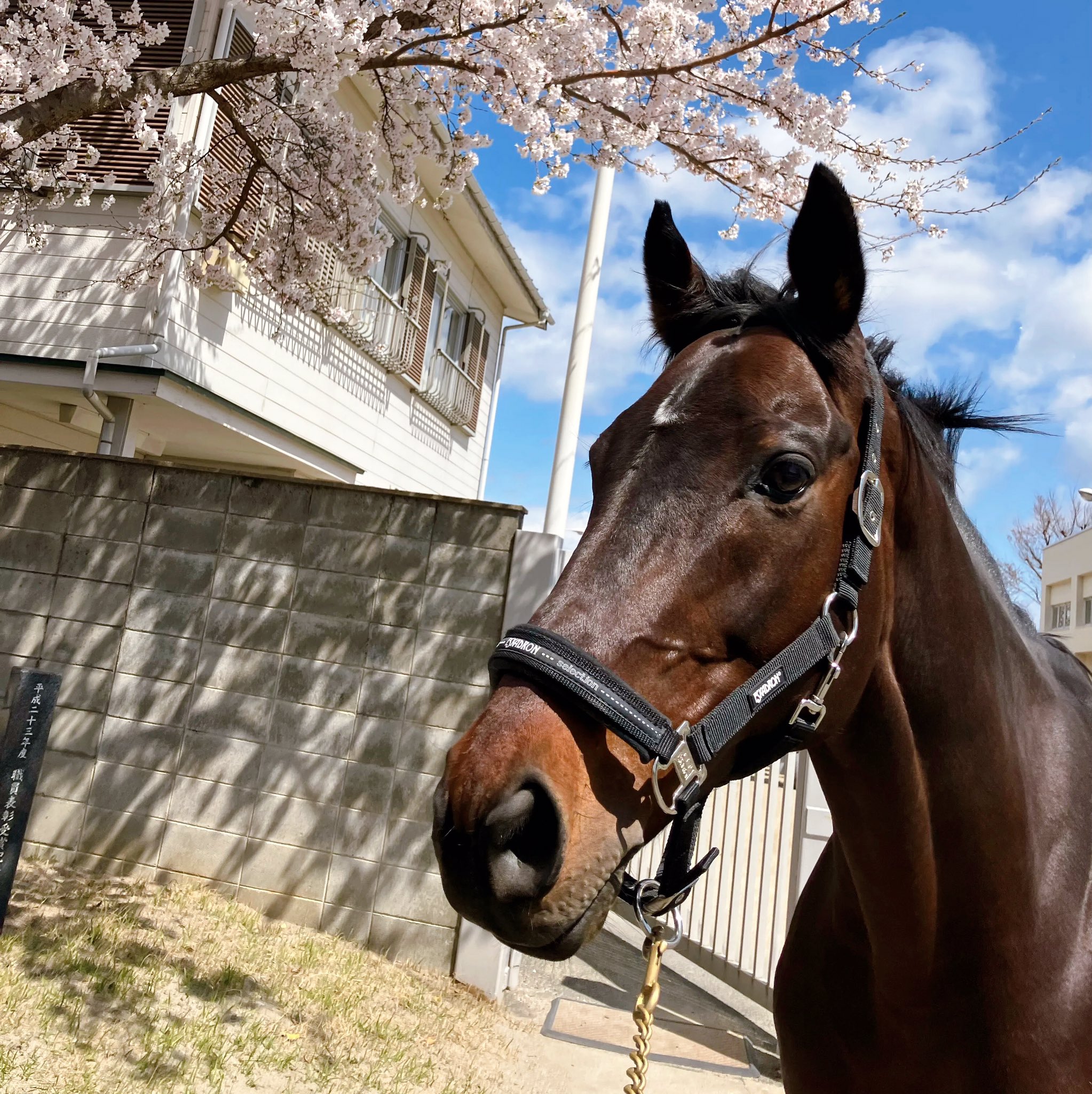 福島競馬場 マスコット トラスジェミニ ヒプノティスト 福島競馬場 マスコット トラスジェミニ ヒプノティスト