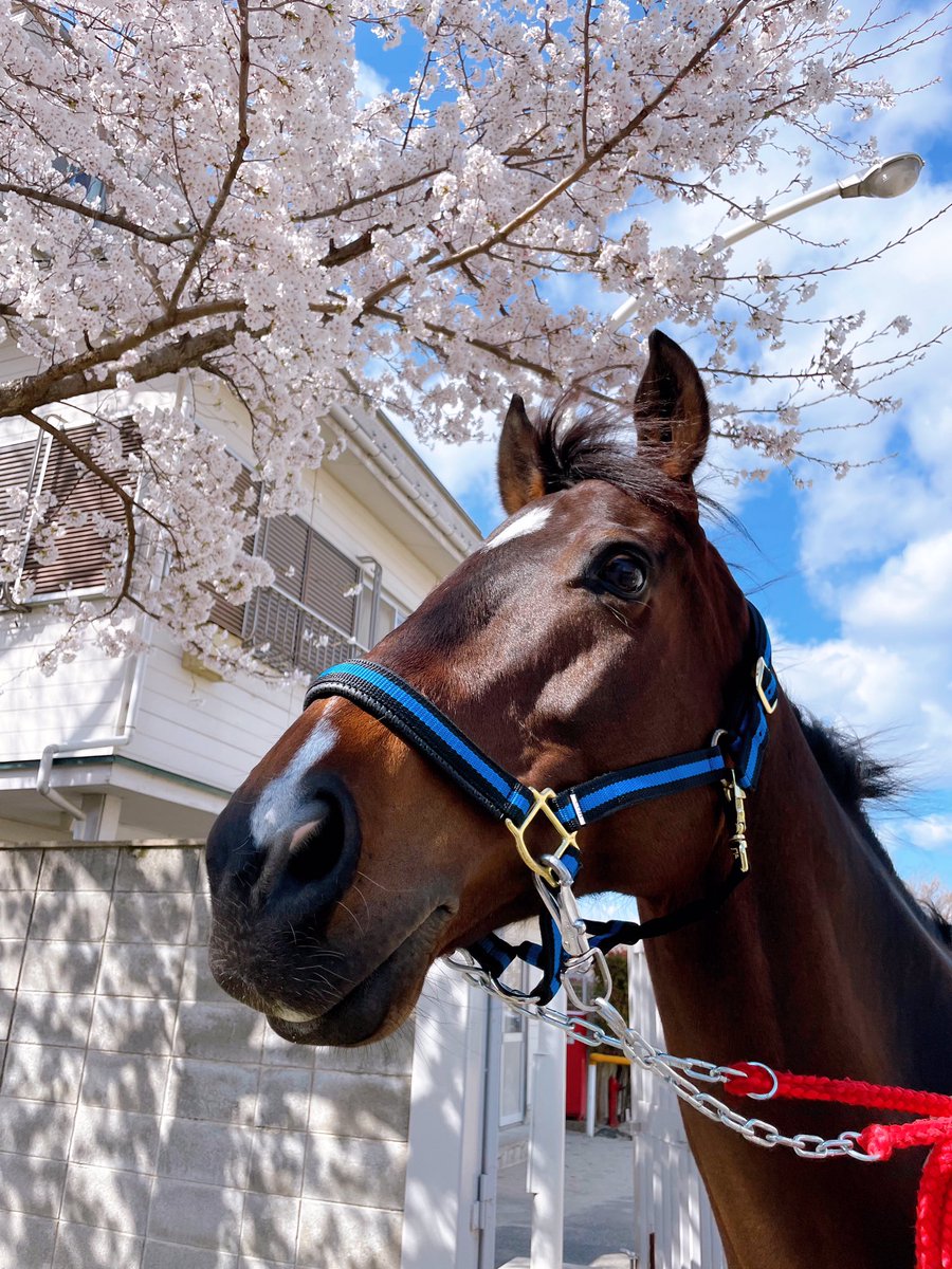 福島競馬場 マスコット トラスジェミニ ヒプノティスト 🌸福島競馬場の誘導馬🌸 福島競馬開催を控える誘導馬たちの様子をお