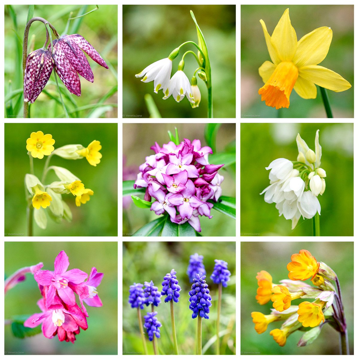VenetiaJane's Garden tweet media