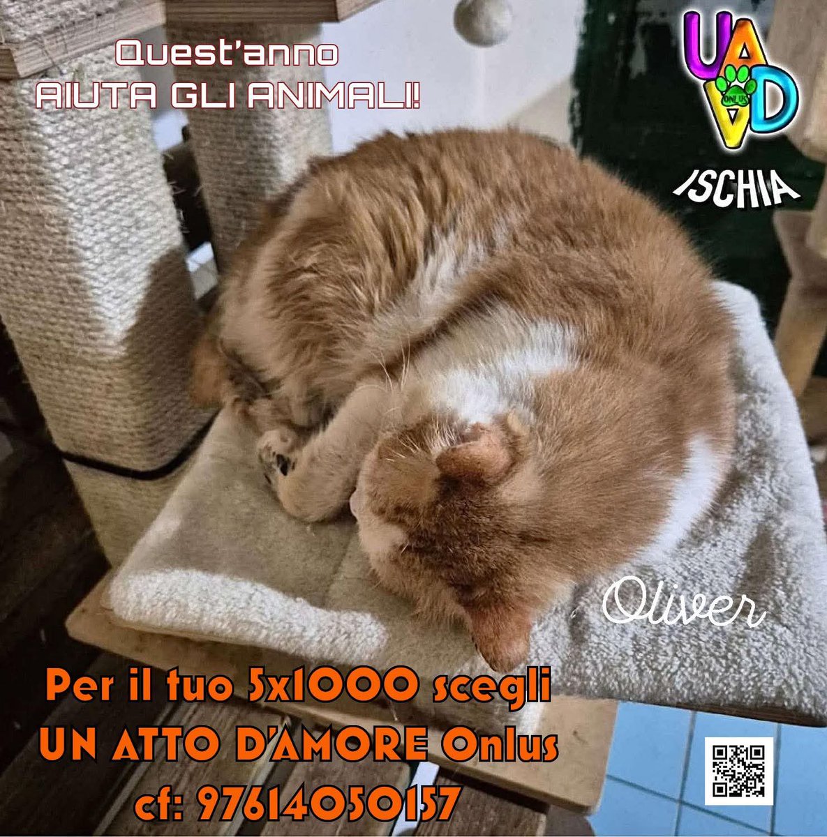 unonlus's tweet photo. “La grande ricchezza dell’umanità sta nella solidarietà.”
(Adolfo Pérez Esquivel)
Puoi compiere anche tu un piccolo gesto per cercare di salvare delle vite: destina la #firma del tuo #5x1000 a UN ATTO D’AMORE Onlus #codicefiscale 97614050157, grazie 🙏🐾 https://t.co/3H4gQSEhbj