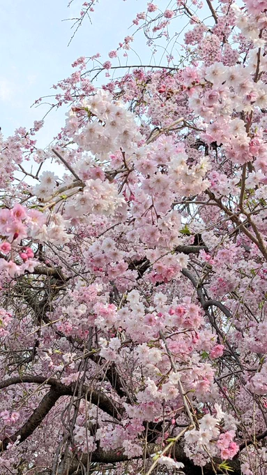 昭和記念公園の枝垂桜、ピンクのグラデーションが滅茶苦茶綺麗でござった 
