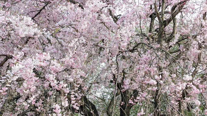 昭和記念公園の枝垂桜、ピンクのグラデーションが滅茶苦茶綺麗でござった 