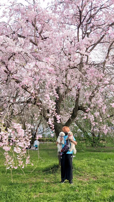 昭和記念公園の枝垂桜、ピンクのグラデーションが滅茶苦茶綺麗でござった 
