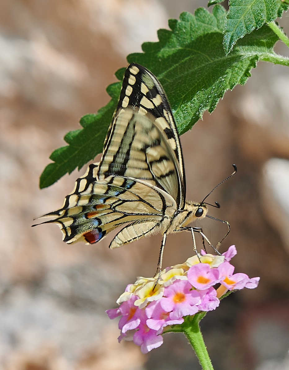 paulhayes55's tweet photo. Swallowtail. https://t.co/lm3ocuiE2S