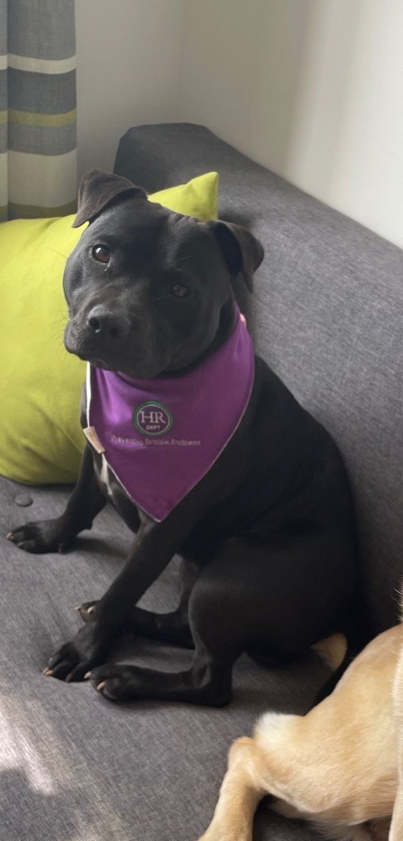 Debs_Weatherell's tweet photo. Today is National Pet Day.  Say hi to our furry HR Dept Apprentices, Millie and Henry📷
Let's see your beautiful fur-babies 📷
#NationalPetDay #hr #hrconsulting #SME #southampton #portsmouth #fareham https://t.co/JP0YsEKgXe
