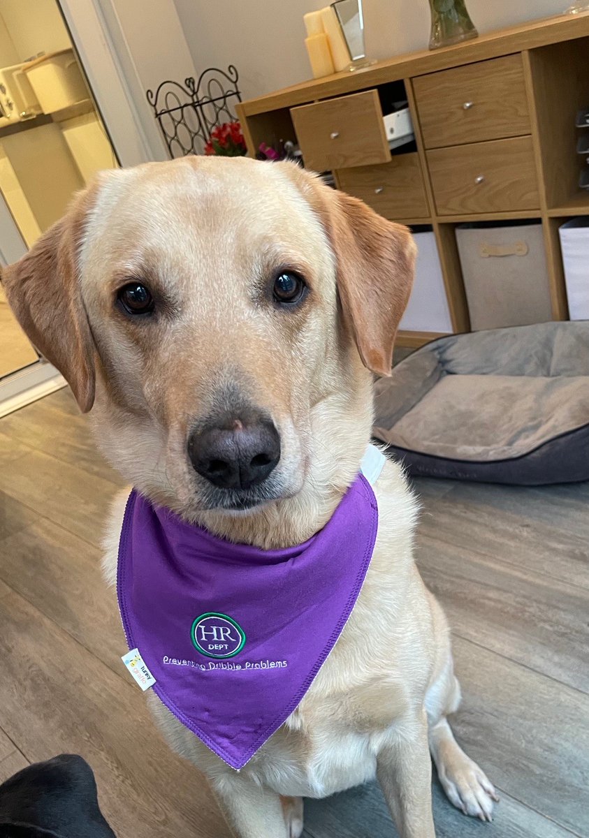 Debs_Weatherell's tweet photo. Today is National Pet Day.  Say hi to our furry HR Dept Apprentices, Millie and Henry📷
Let's see your beautiful fur-babies 📷
#NationalPetDay #hr #hrconsulting #SME #southampton #portsmouth #fareham https://t.co/JP0YsEKgXe