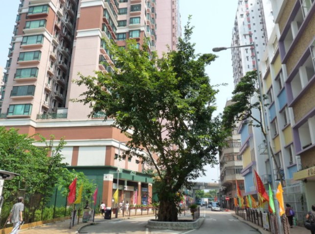 ck50561's tweet photo. @Sarahhuniverse In Hong Kong, road built around the beautiful tree. https://t.co/XMSmoi6Auy
