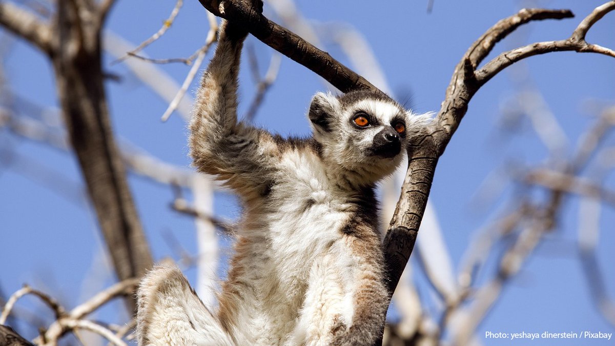 IUCN (@iucn) on Twitter photo This week <a href="/IUCNsos/">IUCN Save Our Species</a> launched 11 new projects under Phase II of the SOS Lemurs initiative in Antananarivo, Madagascar.
These projects aim to protect threatened #lemur species, restore vital habitats & support community-led #conservation in the country.
bit.ly/4cvnJ4X This week <a href="/IUCNsos/">IUCN Save Our Species</a> launched 11 new projects under Phase II of the SOS Lemurs initiative in Antananarivo, Madagascar.
These projects aim to protect threatened #lemur species, restore vital habitats & support community-led #conservation in the country.
bit.ly/4cvnJ4X