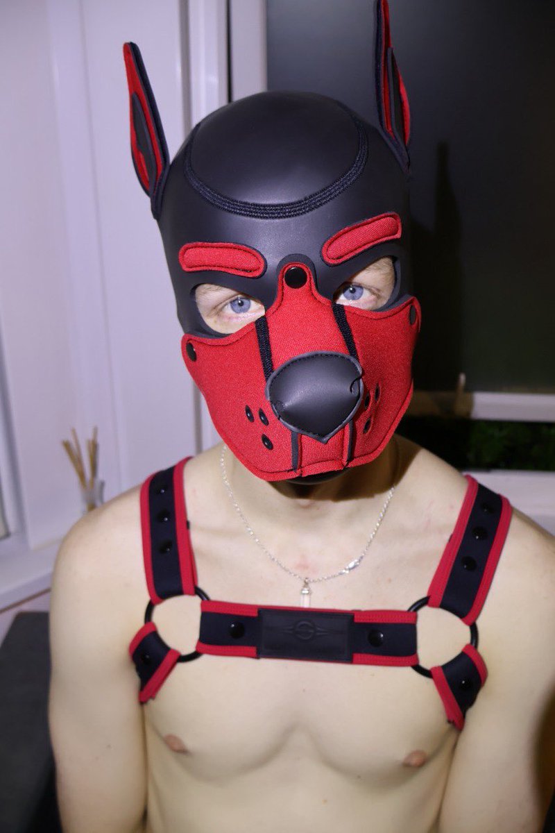 New hood, same smooth brain

#pup #ishouldhavejustgoneforredinthefirstplace