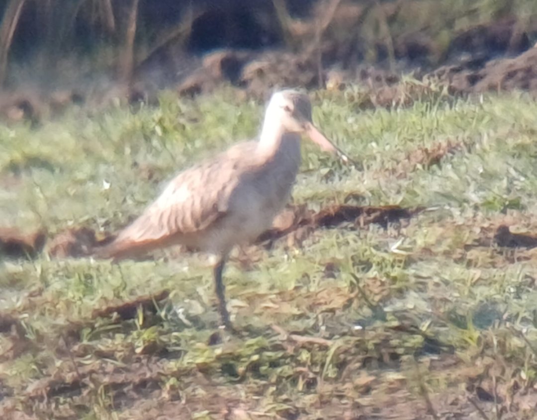 Warwick100B's tweet photo. What a morning!

Garden warbler, yellow wagtail and LRP added to the Warwick 100 list, along with our first ever godwit!!

We are all veering towards bar tailed but happy to take any advice.

List now up to 87
😁 https://t.co/cwsEp1cEYU